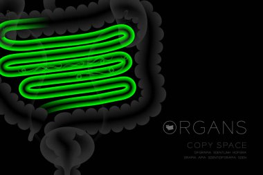 İnsan organları x-ışını set, ince bağırsak enfeksiyonu kavramı fikir yeşil renk illüstrasyon izole kızdırma Organ metin simgesini ve kopya alanı ile koyu arka plan