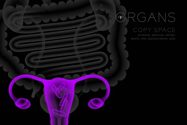 Mänskliga Kvinnliga Organ Röntgen Ställa Livmodern Och Äggstockarna Infektion Koncept — Stock vektor