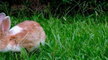 Şirin kahverengi tavşan çim yeme orman Tayland, Uhd 4 k video