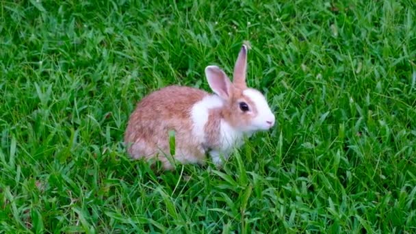 Lindo Conejo Marrón Comiendo Hierba Bosque Tailandia Uhd Video — Vídeos de Stock