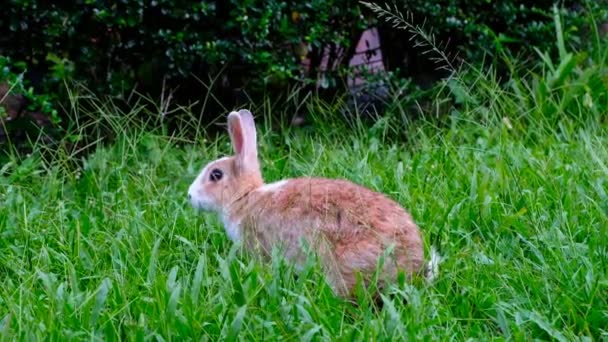 Bonito Coelho Marrom Comendo Grama Floresta Tailândia Vídeo Uhd — Vídeo de Stock