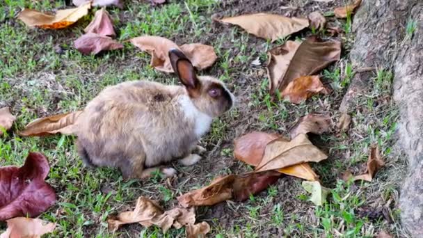 Lindo Conejo Marrón Comiendo Hierba Bosque Tailandia Uhd Video — Vídeo de stock