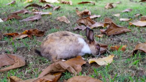 Lindo Conejo Marrón Comiendo Hierba Bosque Tailandia Uhd Video — Vídeos de Stock