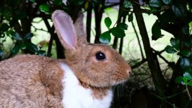 Ormandaki Tayland, Uhd 4 k video çimenlerin üzerinde şirin kahverengi tavşan uzan