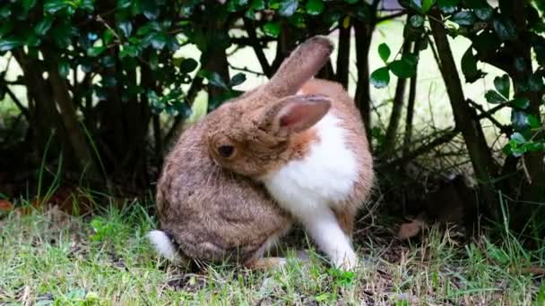 Lindo Conejo Marrón Lamiendo Sentado Hierba Bosque Tailandia Uhd Video — Vídeo de stock