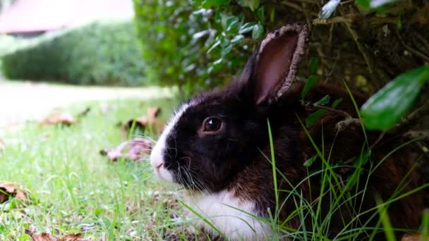 Carino Marrone Coniglio Malato Orecchio Malato Sdraiarsi Erba Nella Foresta — Video Stock