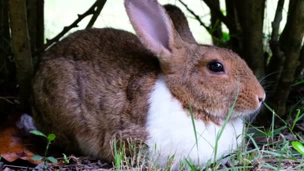 Cute Brown Rabbit Lie Grass Forest Thailand Uhd Video — Stock Video