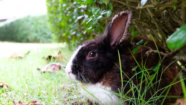 Коричневый Кролик Болен Ушная Болезнь Лежат Траве Лесу Таиланд Uhd — стоковое видео