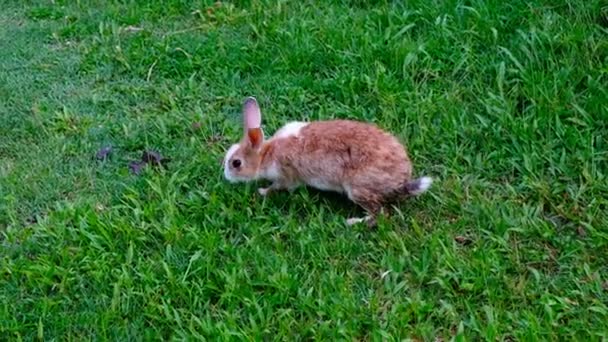 Lindo Conejo Marrón Comiendo Hierba Bosque Tailandia Uhd Video — Vídeos de Stock