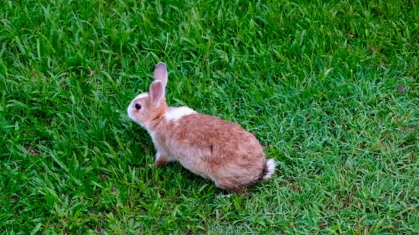 Симпатичный Коричневый Кролик Поедающий Траву Лесу Таиланда Uhd Видео — стоковое видео