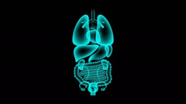 İnsan dişi organları X-ray ayarla, koyu arka plan, animasyon 4 k kopya alanı ile döngü sorunsuz kızdırma karaciğer enfeksiyonu kavram fikir kırmızı renk illüstrasyon izole