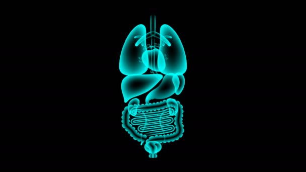 人間の男性の臓器の 線の設定 肝臓感染症概念考え赤い色図孤立暗い背景 シームレスなループ アニメーション コピー スペースを持つ にグロー — ストック動画