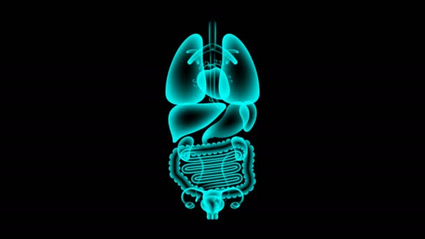 人体女性器官 射线组 肝感染概念理念红色插图隔离发光在黑暗背景 无缝循环动画4K 与复制空间 — 图库视频影像