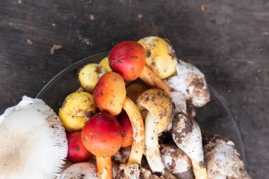 Taze mantar plaka hasat ormanından, üstten görünüm görüntü