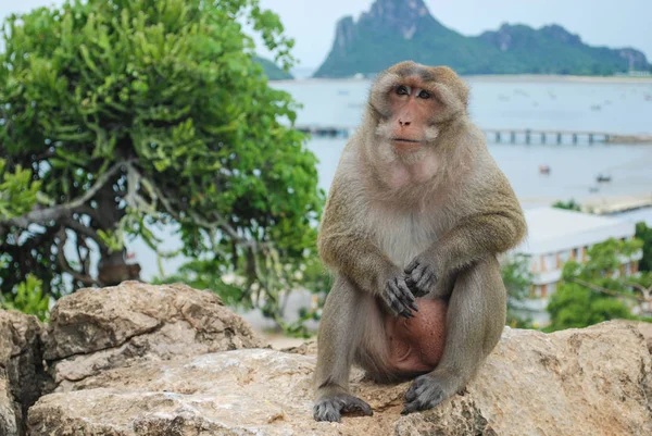 Monkey sitting with mountain and sea background at thailand