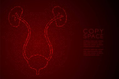 böbrek ve mesane şekil soyut geometrik Bokeh ışık daire nokta piksel deseni; Kırmızı degrade arka plan boşluk üzerinde tıbbi bilim Organ konsept tasarım kırmızı renk illüstrasyon izole; vektör