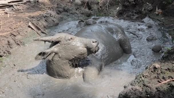 动物农业 泰国肮脏的水牛放松在泥在安帕瓦 Fhd 镜头视频 — 图库视频影像
