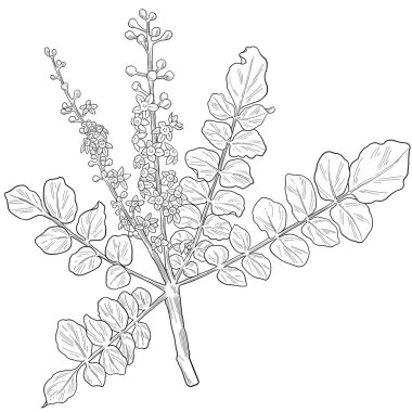 Tütsü bitkisi botanik çizimi