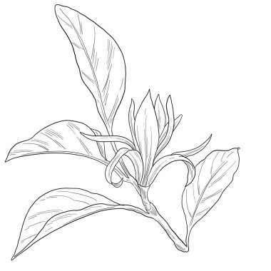 Champaca çiçeği botanik çizimi