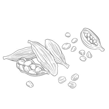 Kakule fındık botanik çizimi