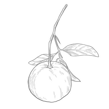 mandalina portakalı meyve botanik çizimi