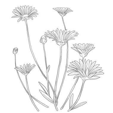 Calendula çiçeği botanik çizimi