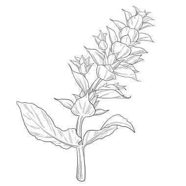 clary adaçayı çiçeği botanik çizimi