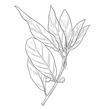 defne bitkisi botanik çizimi