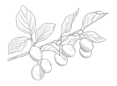 Cornelian Berry Botanik Çizim Çizimi