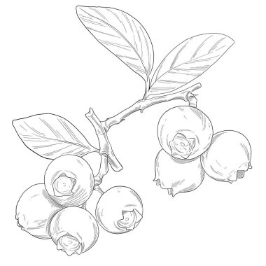 Yabanmersini meyvesi Botanik Çizim Çizimi