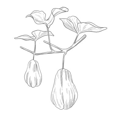 Chayote Botanik Çizim Çizimi Egzotik Sebze Bitkisi