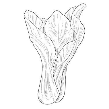 Pakcoy Caisim Botanik Çizim Çizimi Yaprak Yeşil Sebze