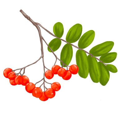 rowan meyveli botanik dijital resim