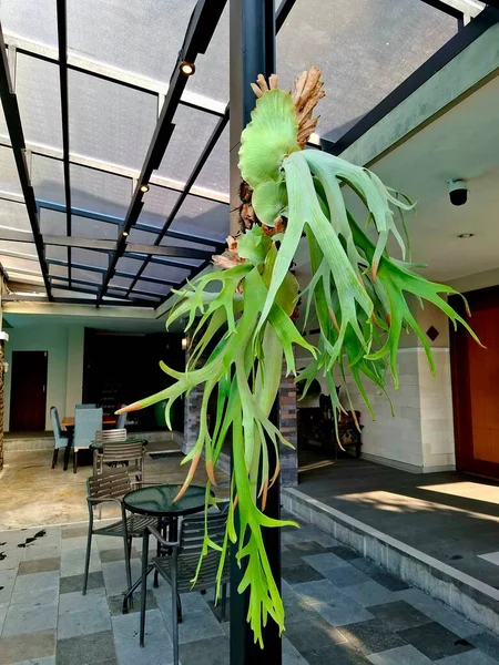 Süs bitkisi Platycerium SP. Endonezya 'da Paku Tanduk Rusa (Deer Antler Fern) olarak bilinir. Bahçelerde ve yarı açık alanlarda dekorasyon için kullanılır..