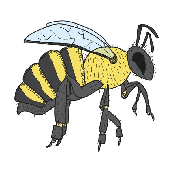 bal arı çizilmiş, vektör görüntü, anahat stil, resim boyama