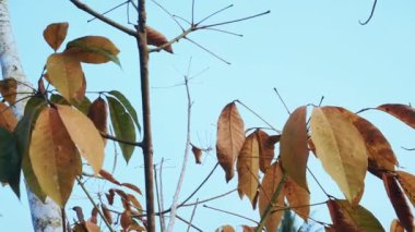 Brasilianlar 'ı kaldırın ya da yaprakları yazın dökülen kauçuk bitkiler