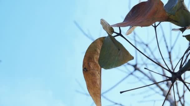 Heave Brasiliansis Rubber Plants Old Whose Leaves Fall Summer — Stock Video