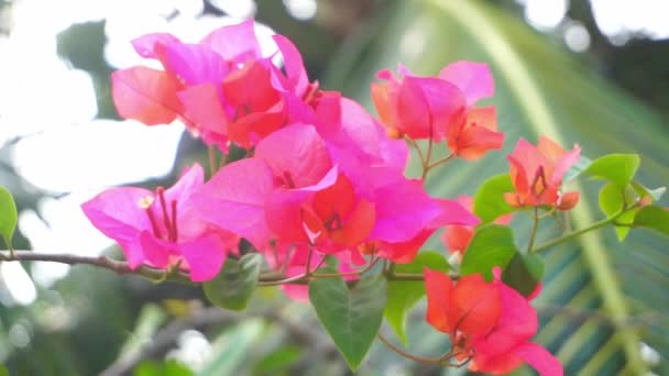 Flores Buganvília Florescem Lindamente Verão Indonésia — Vídeo de Stock