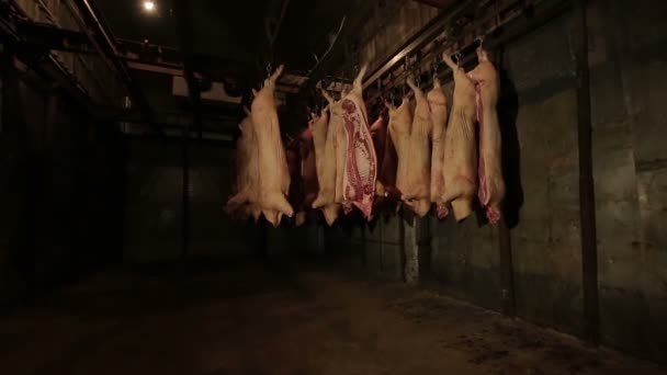 Medias canales de cerdo colgadas en el congelador — Vídeos de Stock