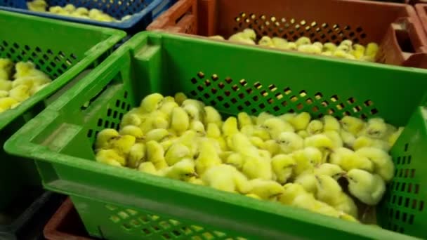 Viele kleine Küken in Hühnerfarm. — Stockvideo