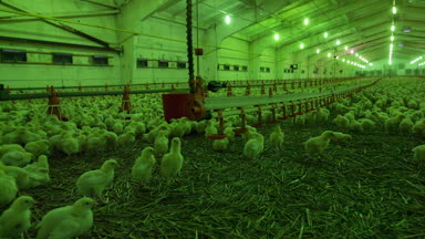 Tavuk çiftliği tavuk birkaç günlük ile