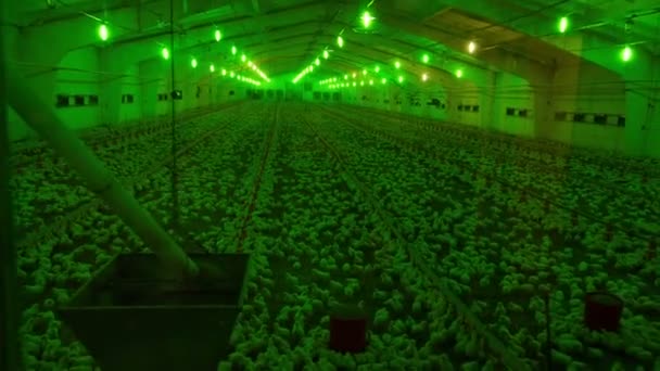 Ferme de poulet et production de volaille — Video