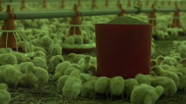 닭 농장 가금류 생산 — 비디오