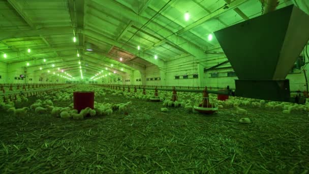 Viele Baby-Hühner auf großer moderner Geflügelfarm — Stockvideo