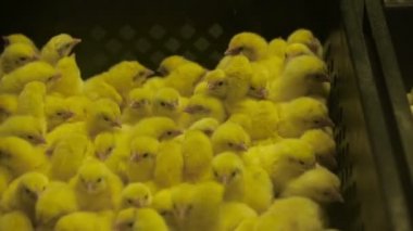 Yeni doğan sarı civciv