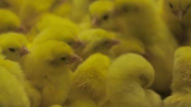 Yeni doğan sarı civciv