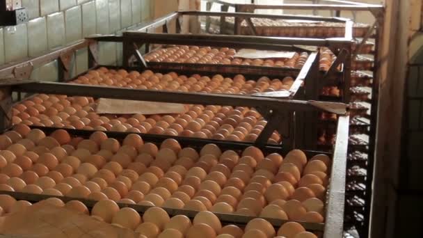 Recipientes de metal cheios de ovos frescos — Vídeo de Stock