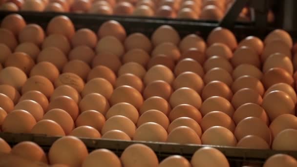 Ovos de galinha em uma incubadora — Vídeo de Stock