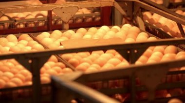 Bir sürü taze yumurta. Yakın çekim.