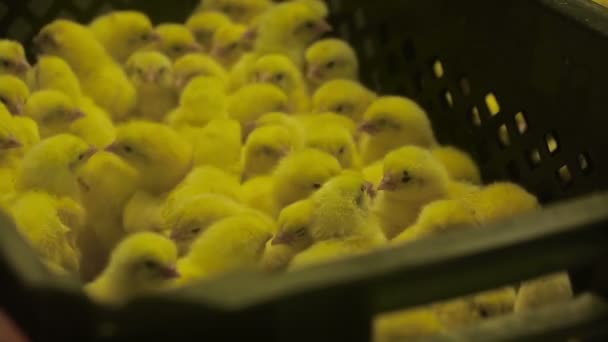 Lot of small chicks in chicken farm. — Stock Video
